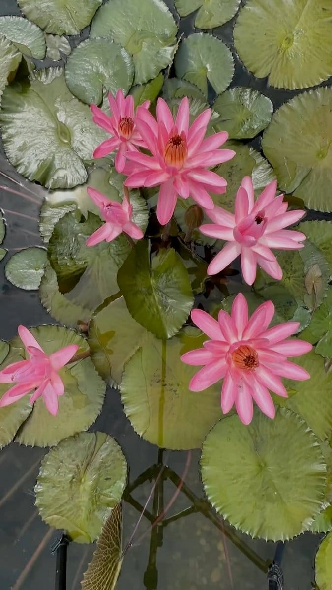 night-blooming water lily on pond