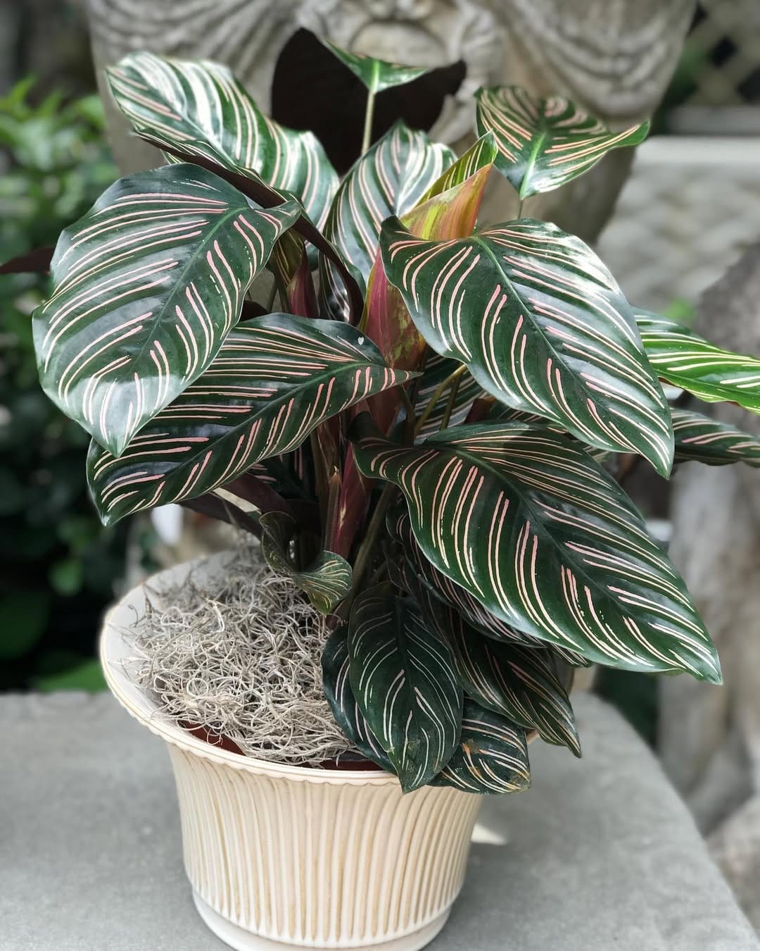 Colorful calathea in ceramic pot