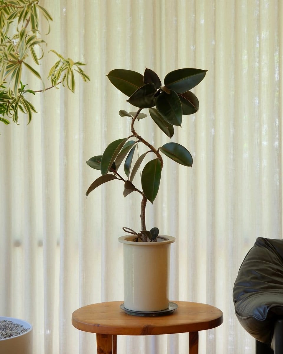 rubber plant on a wooden side table