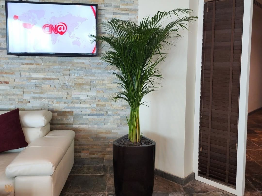 Graceful areca palm in decorative planter