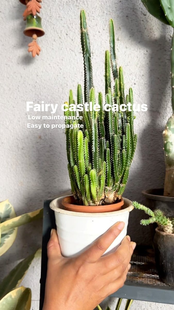 fairy castle cactus in rustic pot