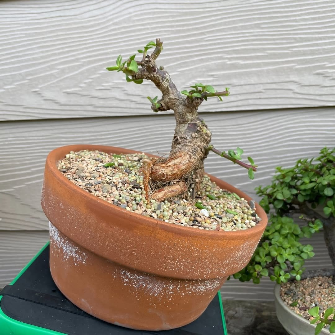 Peaceful jade plant in rock garden