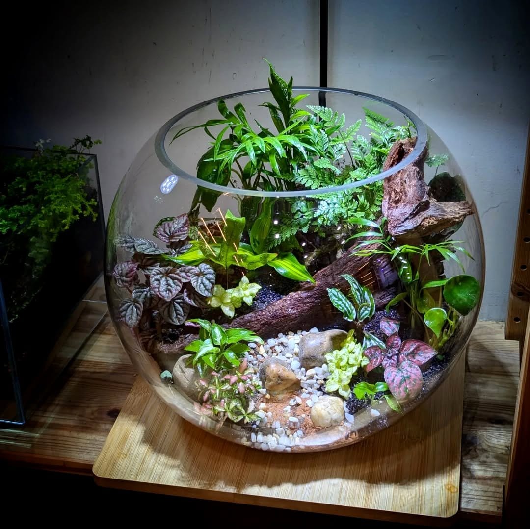 lush tropical terrarium