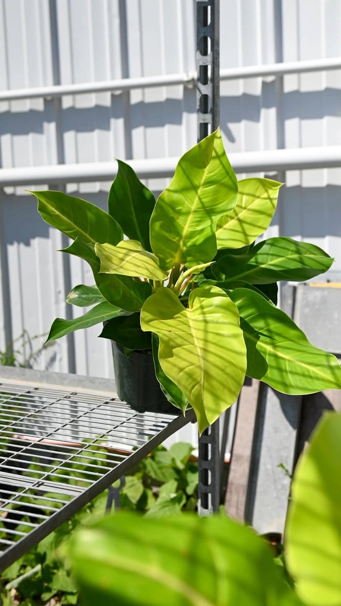 philodendron moonlight with neon green leaves