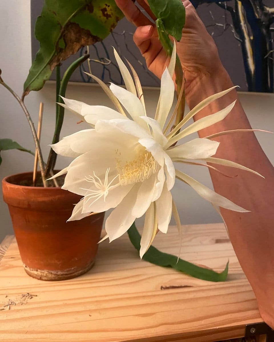 lady of the night orchid in natural light