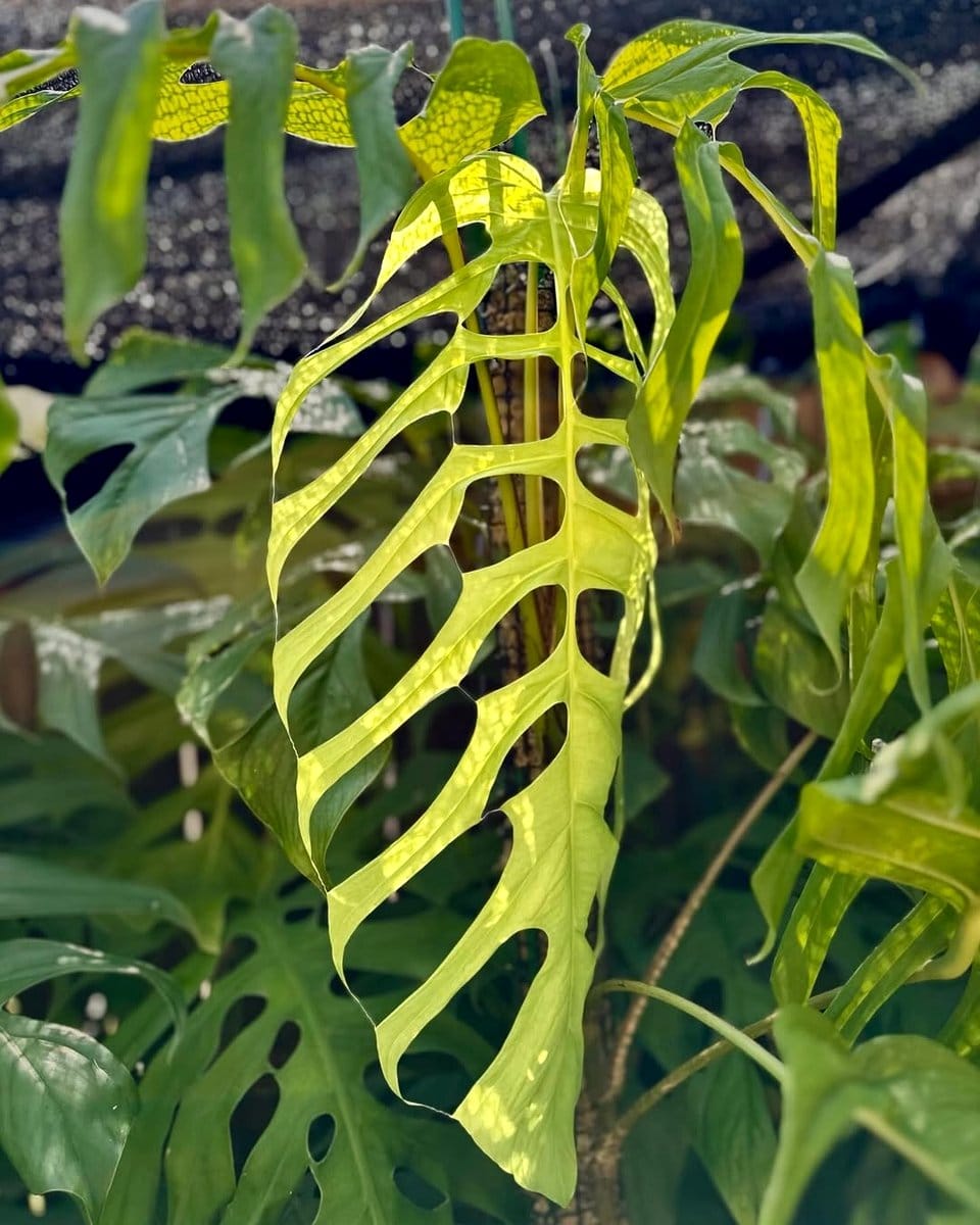 monstera mix with fenestrated leaves