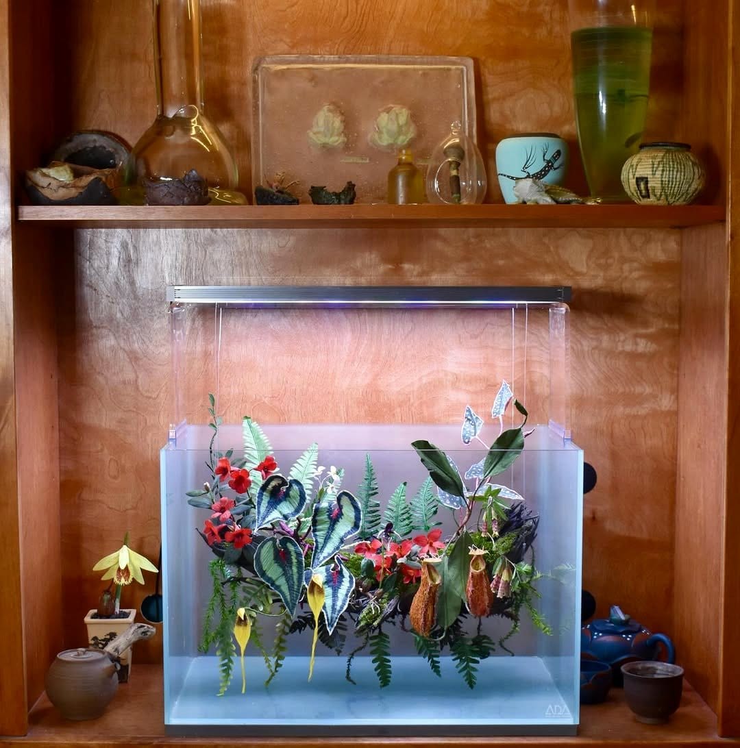 glass terrarium with epiphyte display