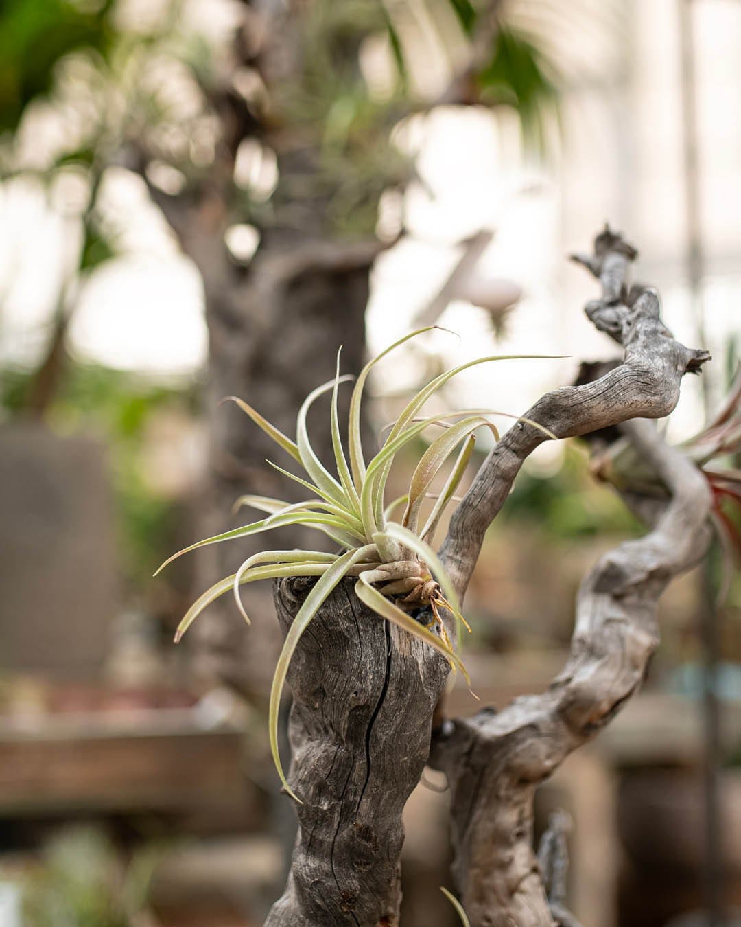 Whimsical air plant in glass terrarium