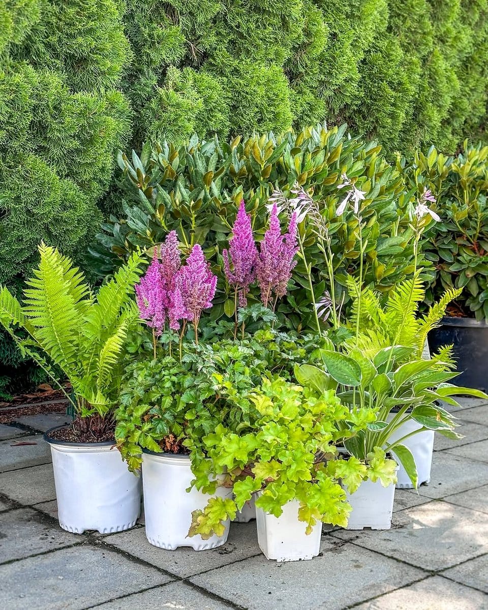 Astilbe blooms next to heuchera leaves