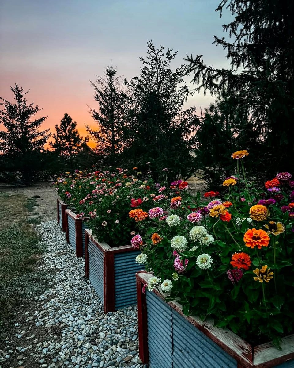 seasonal plants in themed hat box