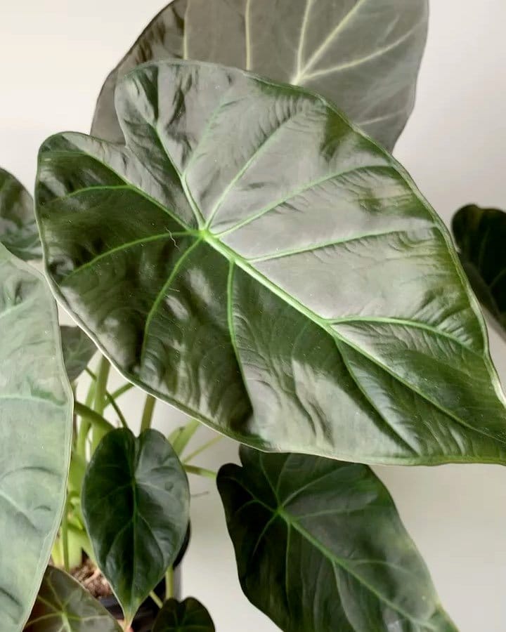 plant roots protruding from pot