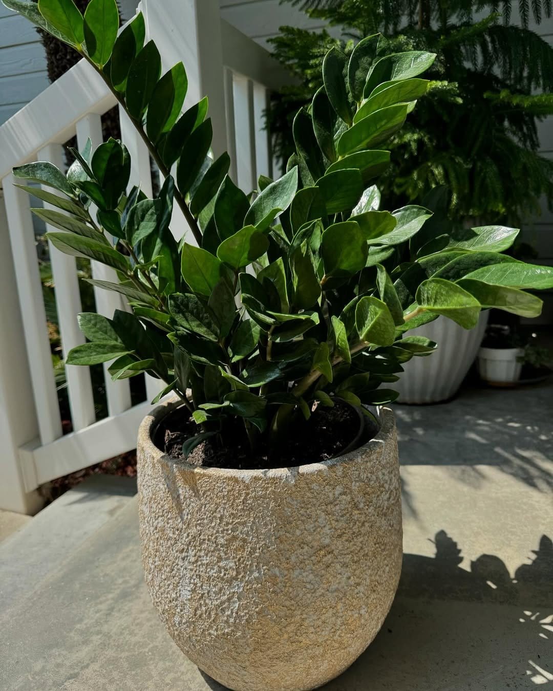 Hardy zz plant in modern planter