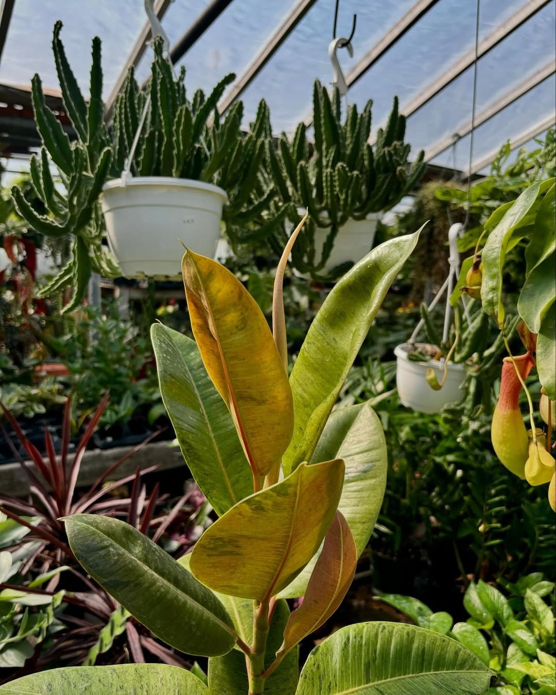 Bushy friendship plant in terracotta dish