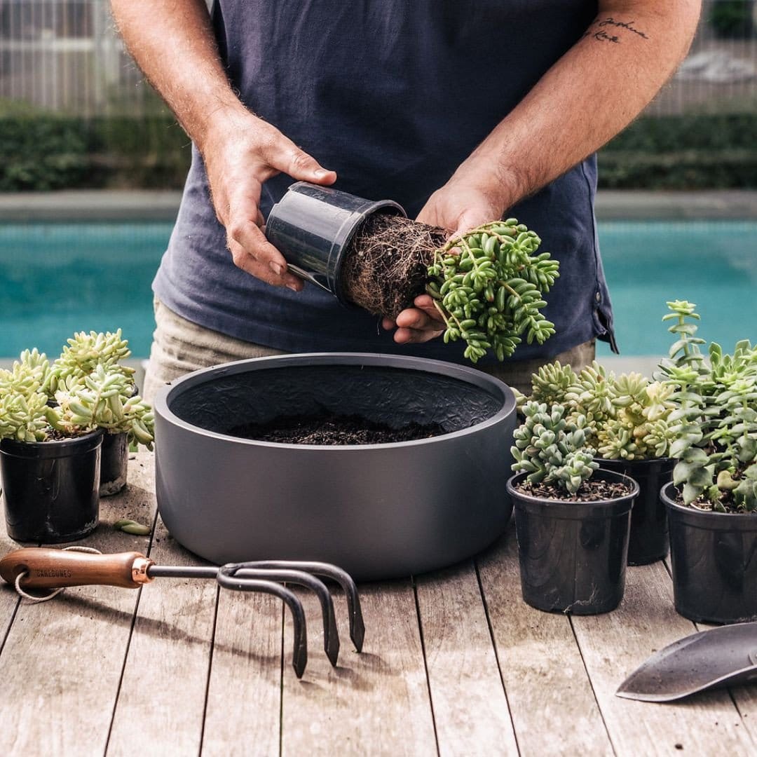Eclectic mix of plants in varied pots