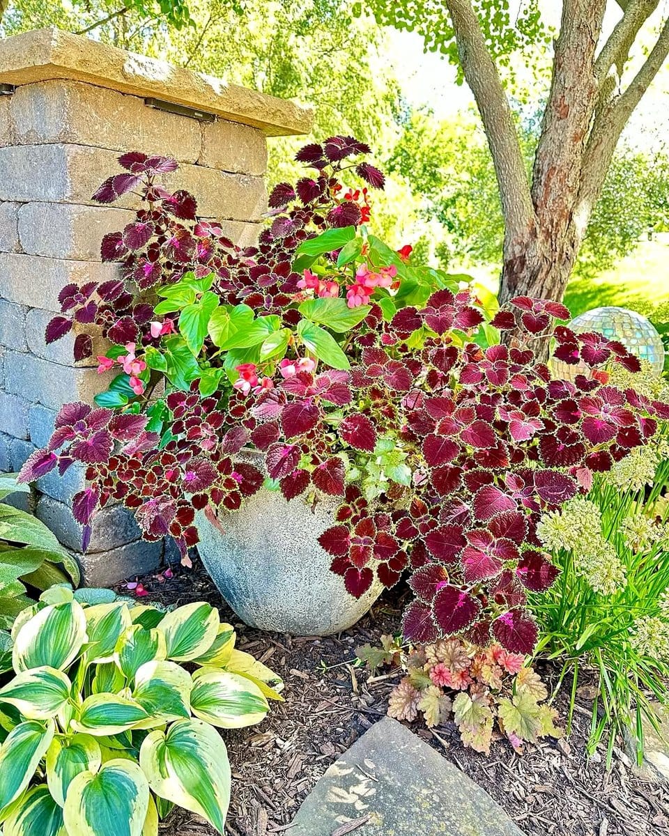 Bright begonia flowers with coleus leaves