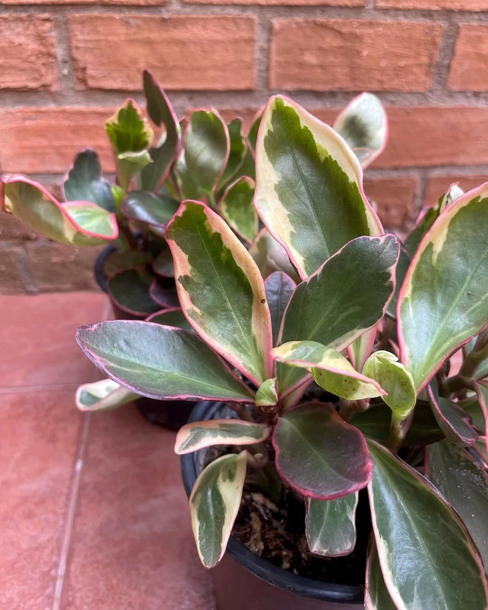 Peperomia 'Ginny' with pink edges