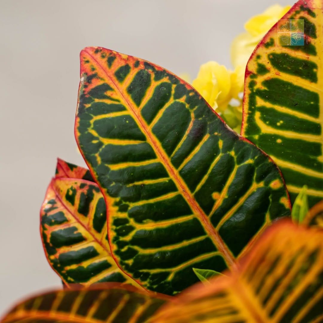 Colorful polka dot plant in pastel pot