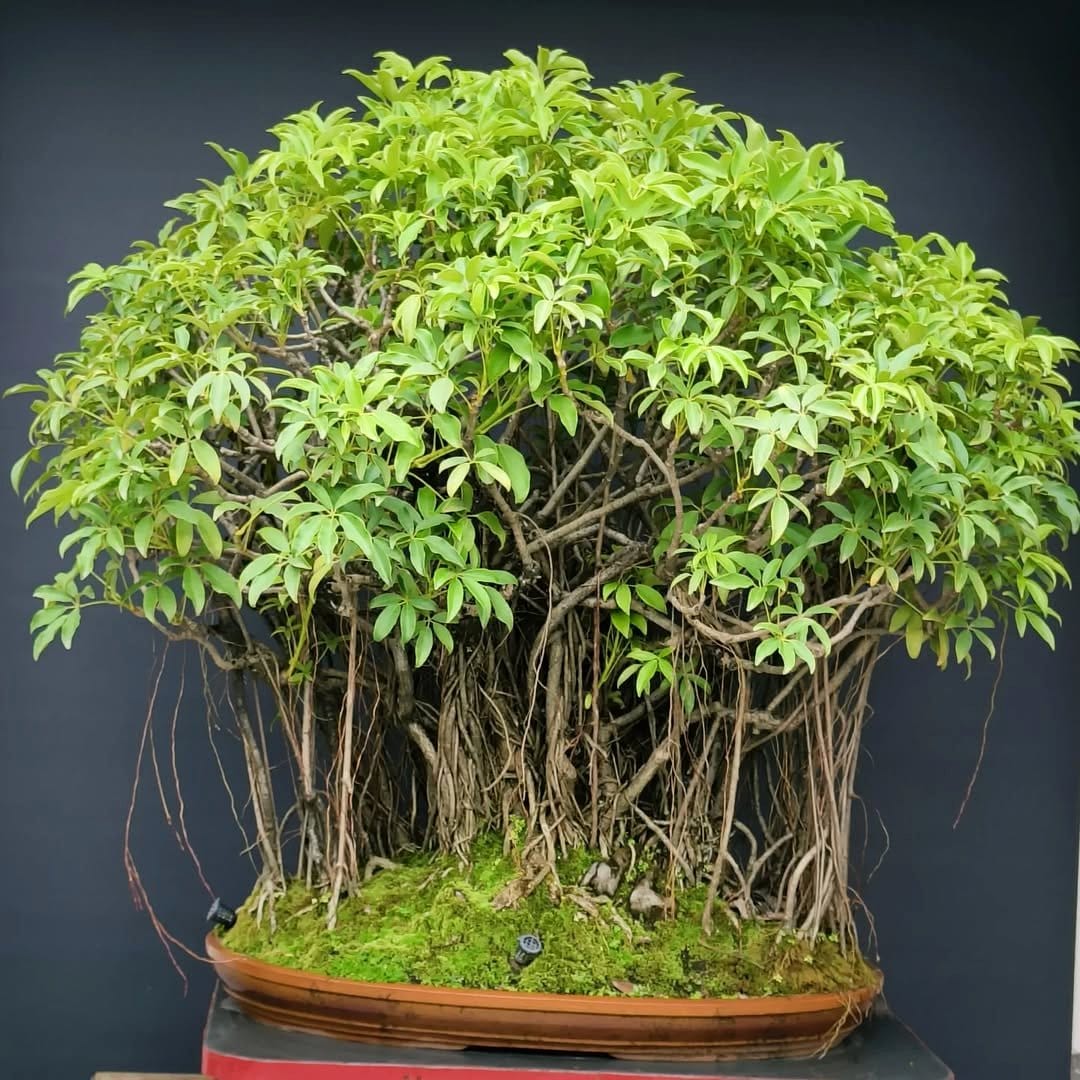 Dwarf schefflera bonsai with umbrella-like leaves