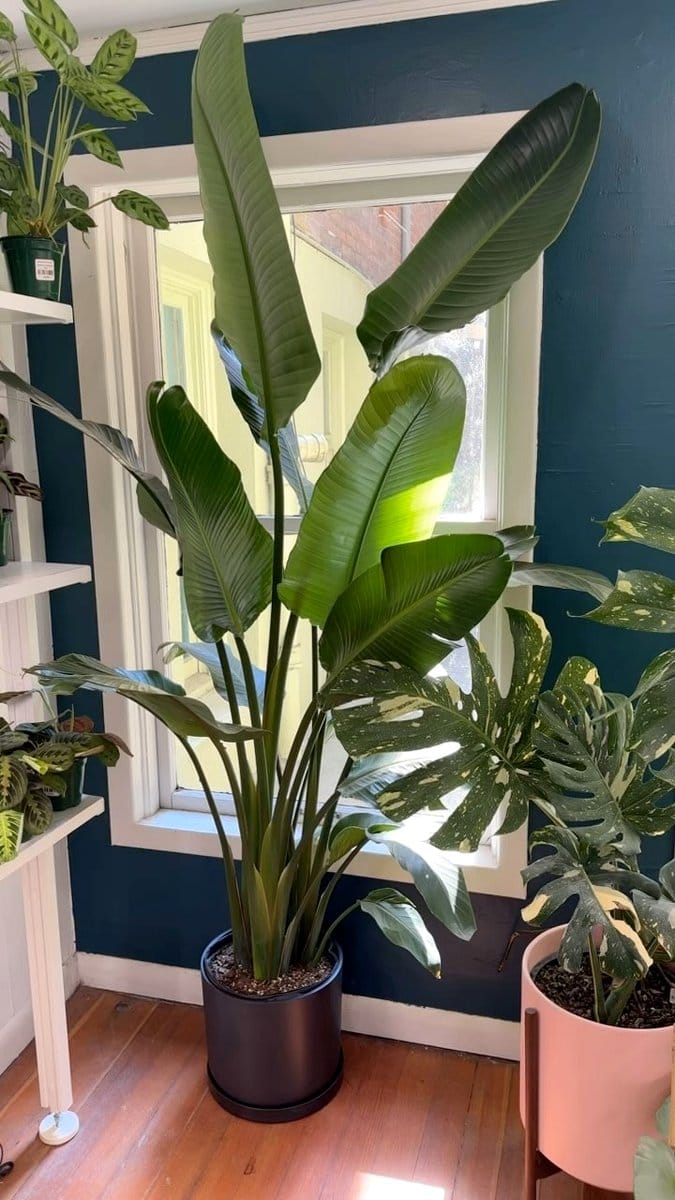 Bird of Paradise near large window