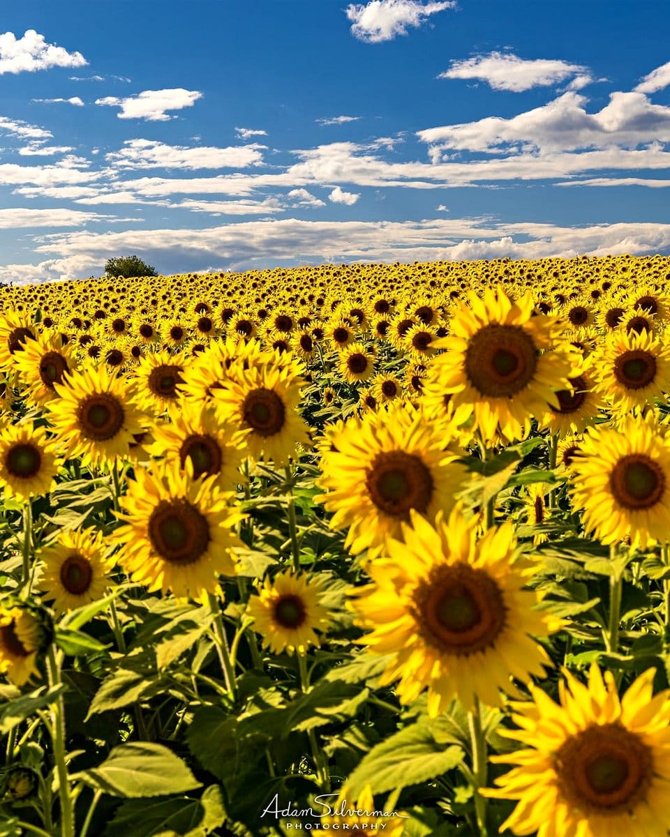 sunflower field under blue sky