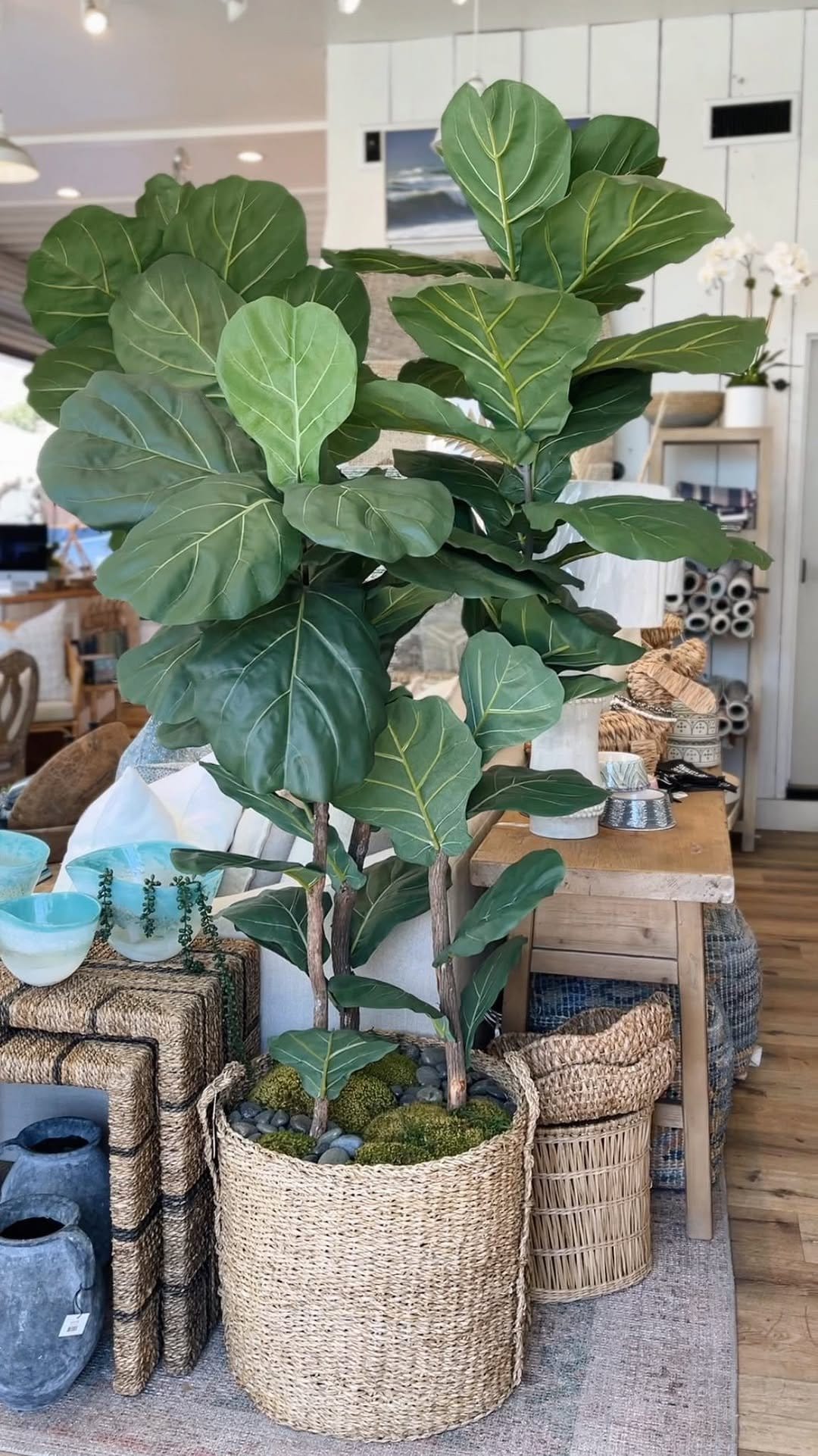 Fiddle leaf fig in chic wicker basket