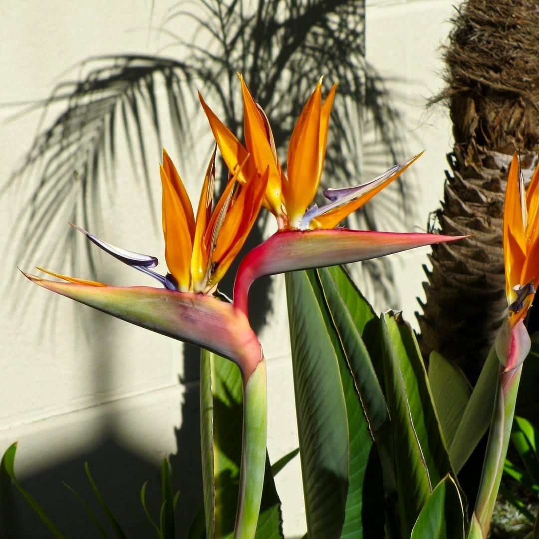 Bird of Paradise with striking orange flowers