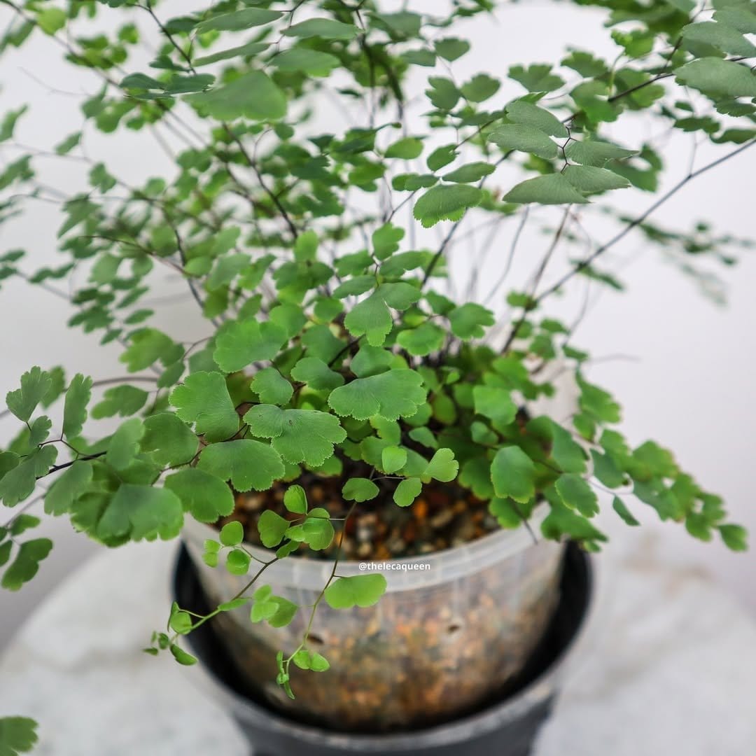 Delicate maidenhair fern in rustic planter