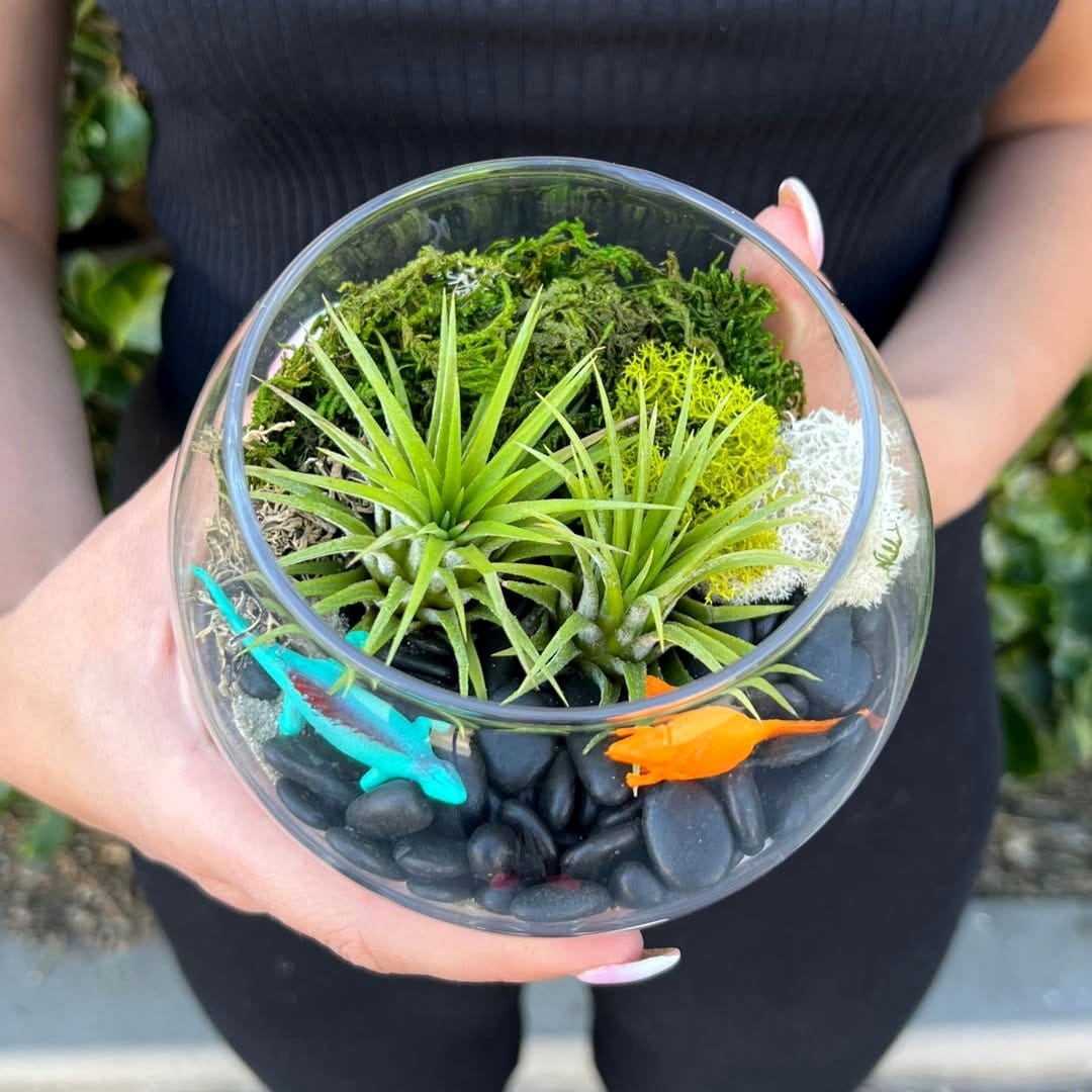 air plants in glass terrarium