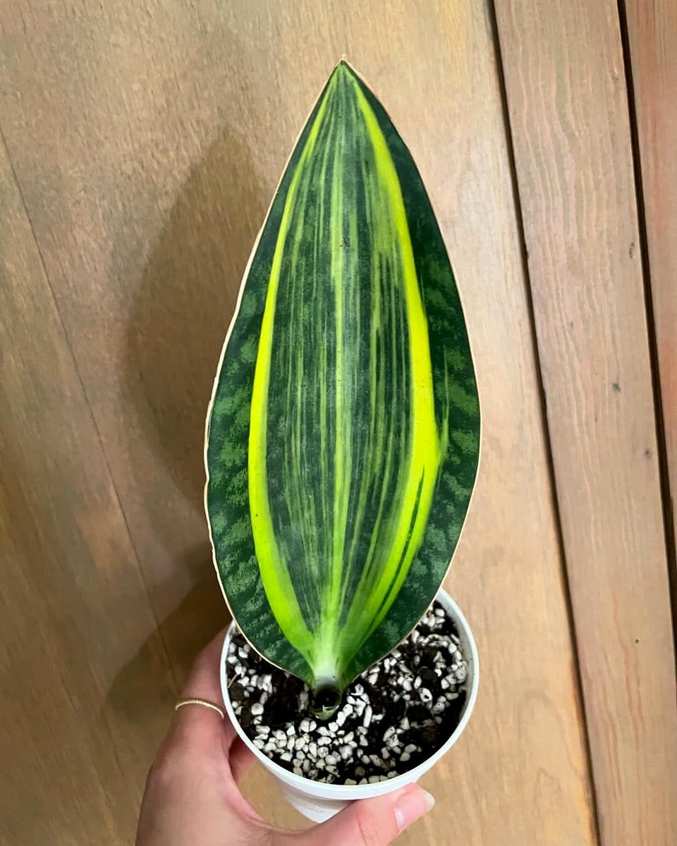 rare snake plant variety