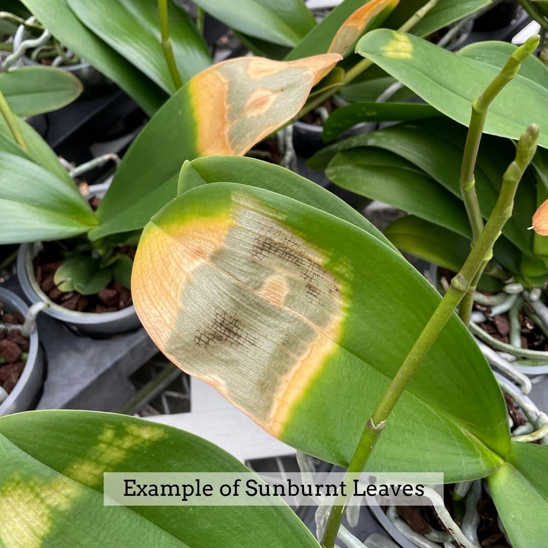orchid leaf with yellowing