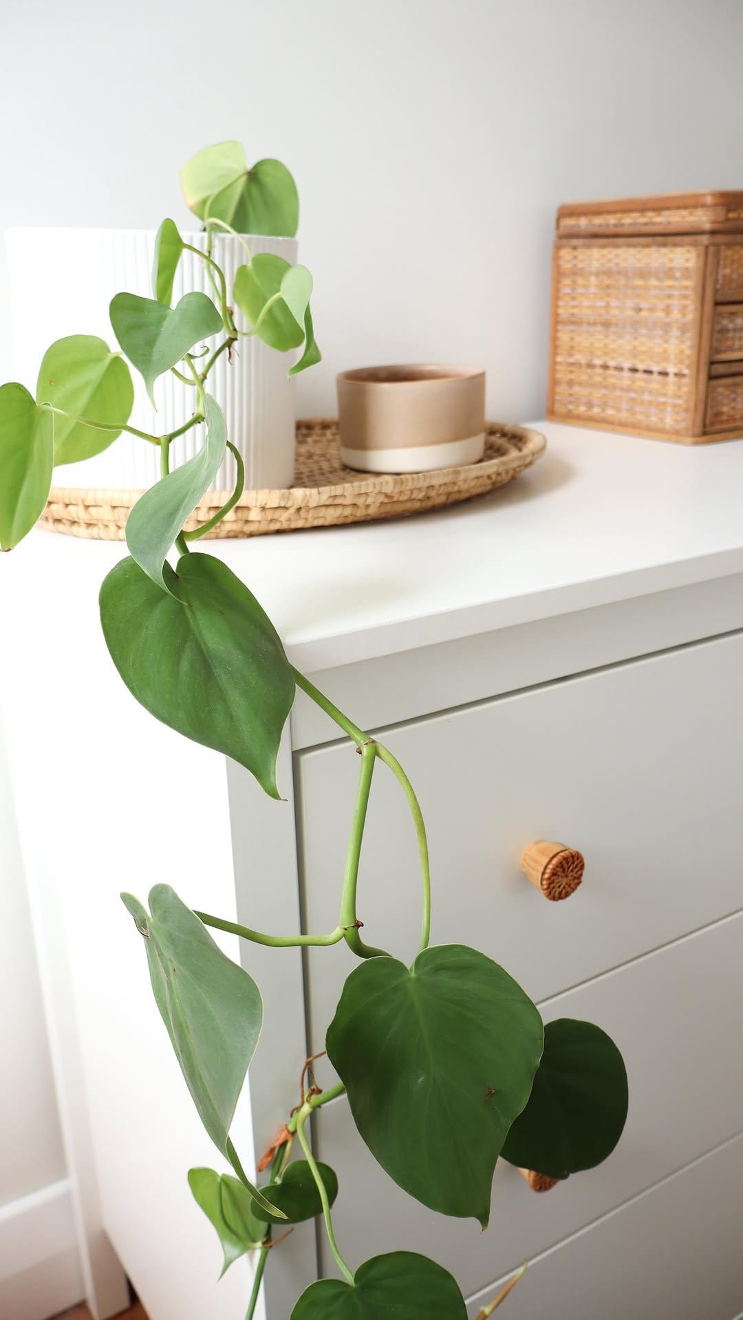 Trailing pothos on rustic wooden shelf