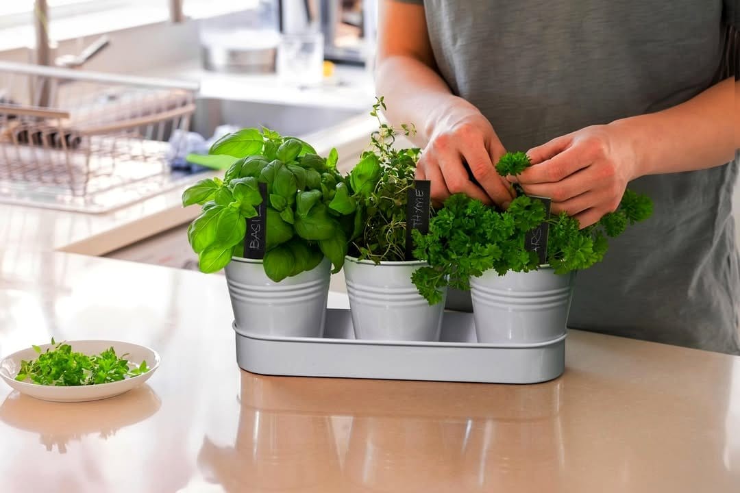 fresh herbs in small pots on kitchen windowsill