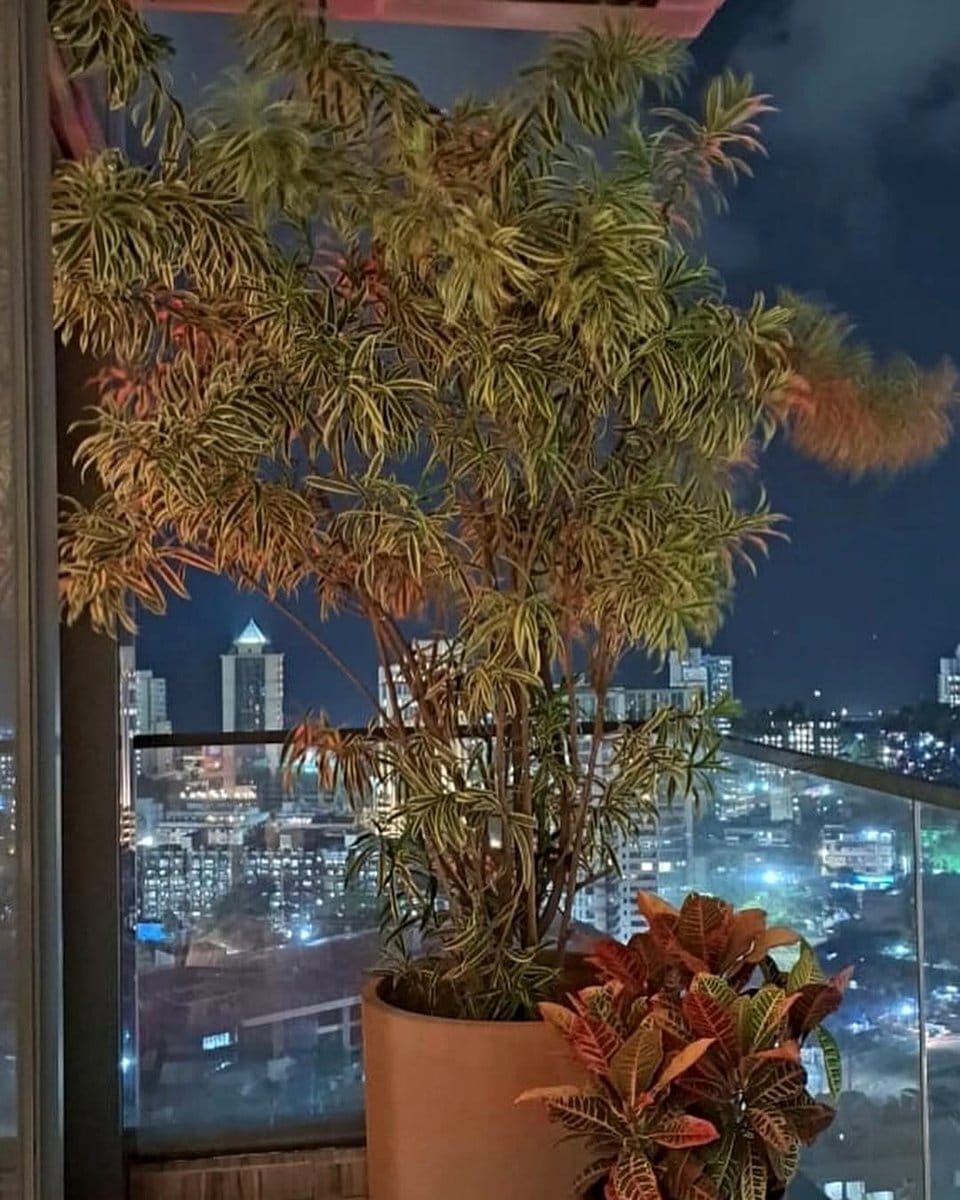 Dracaena and Croton in bright room