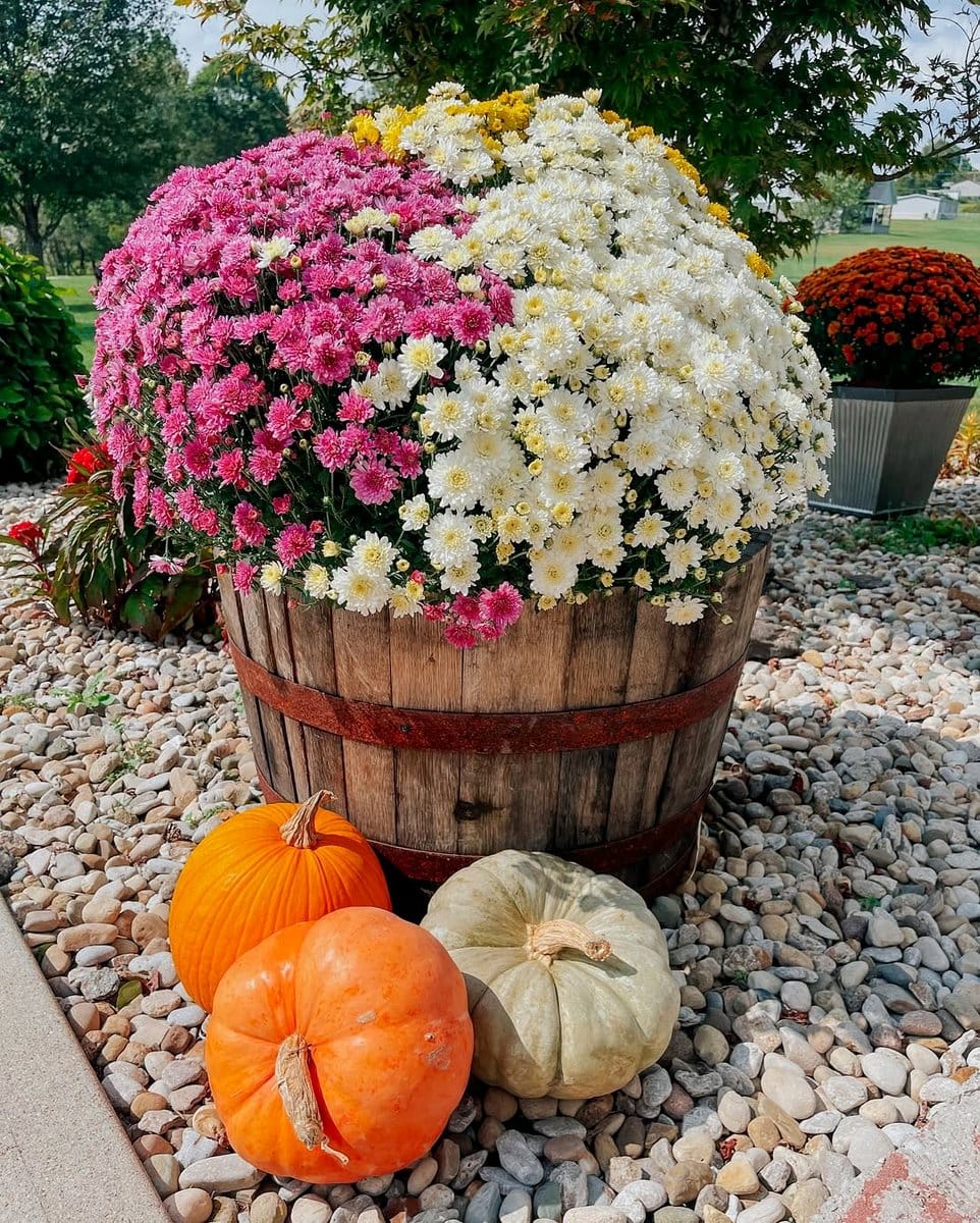 wooden barrel planter with flowers