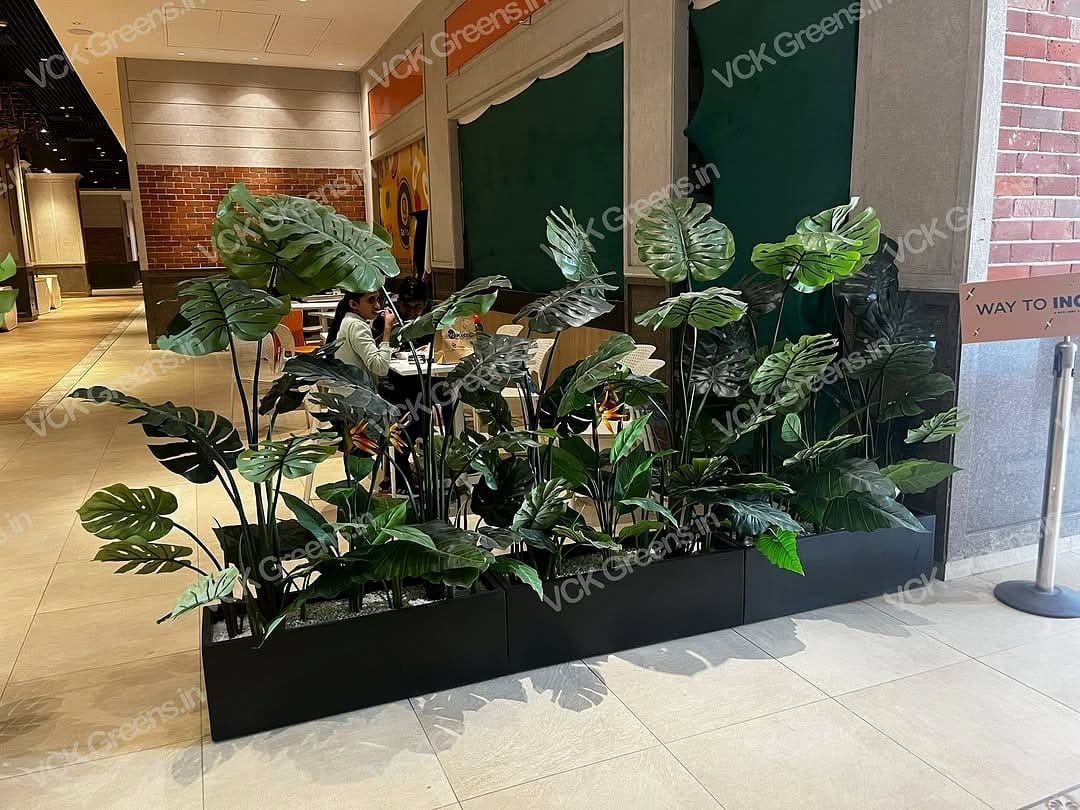 tall fiddle leaf figs as room divider