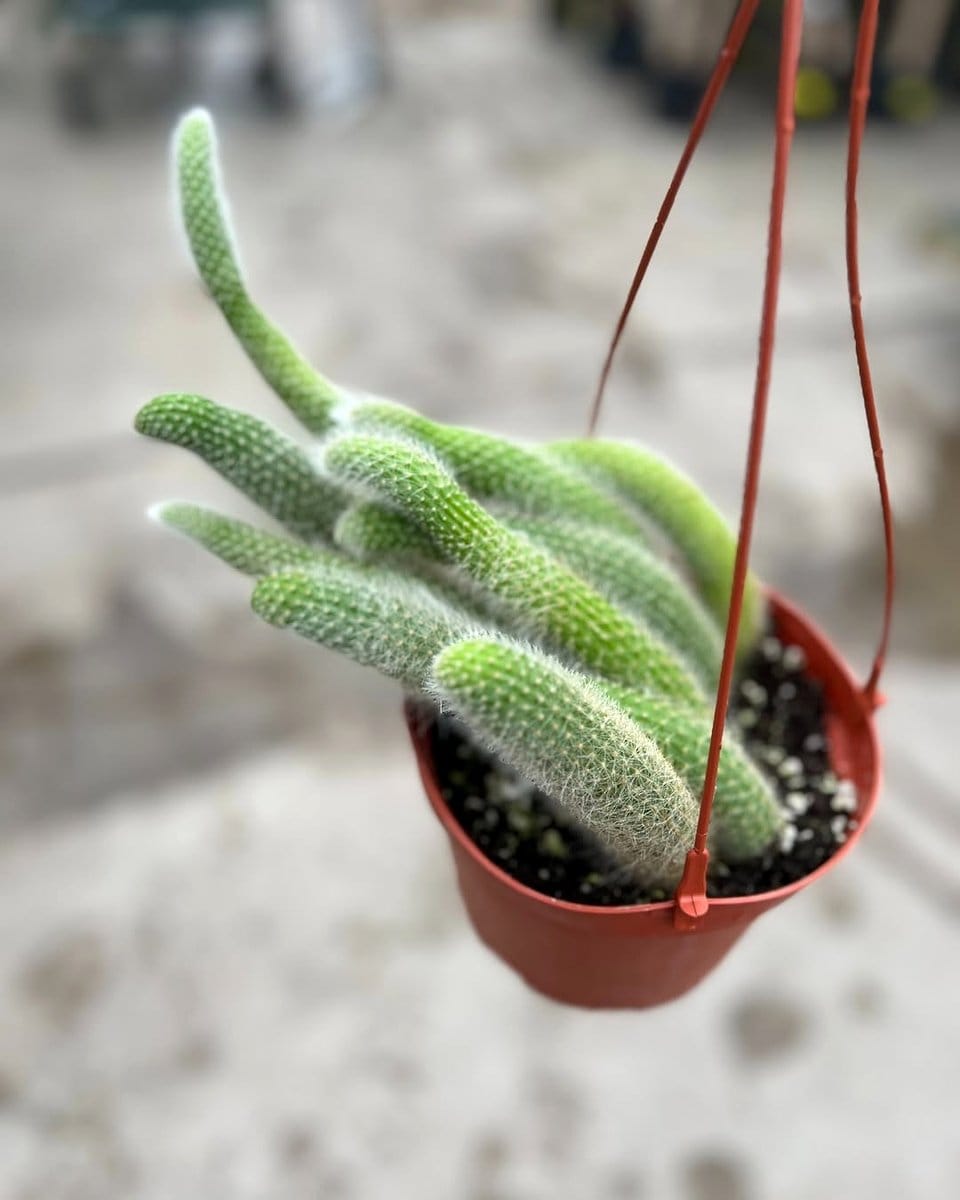 monkey tail cactus with long stems
