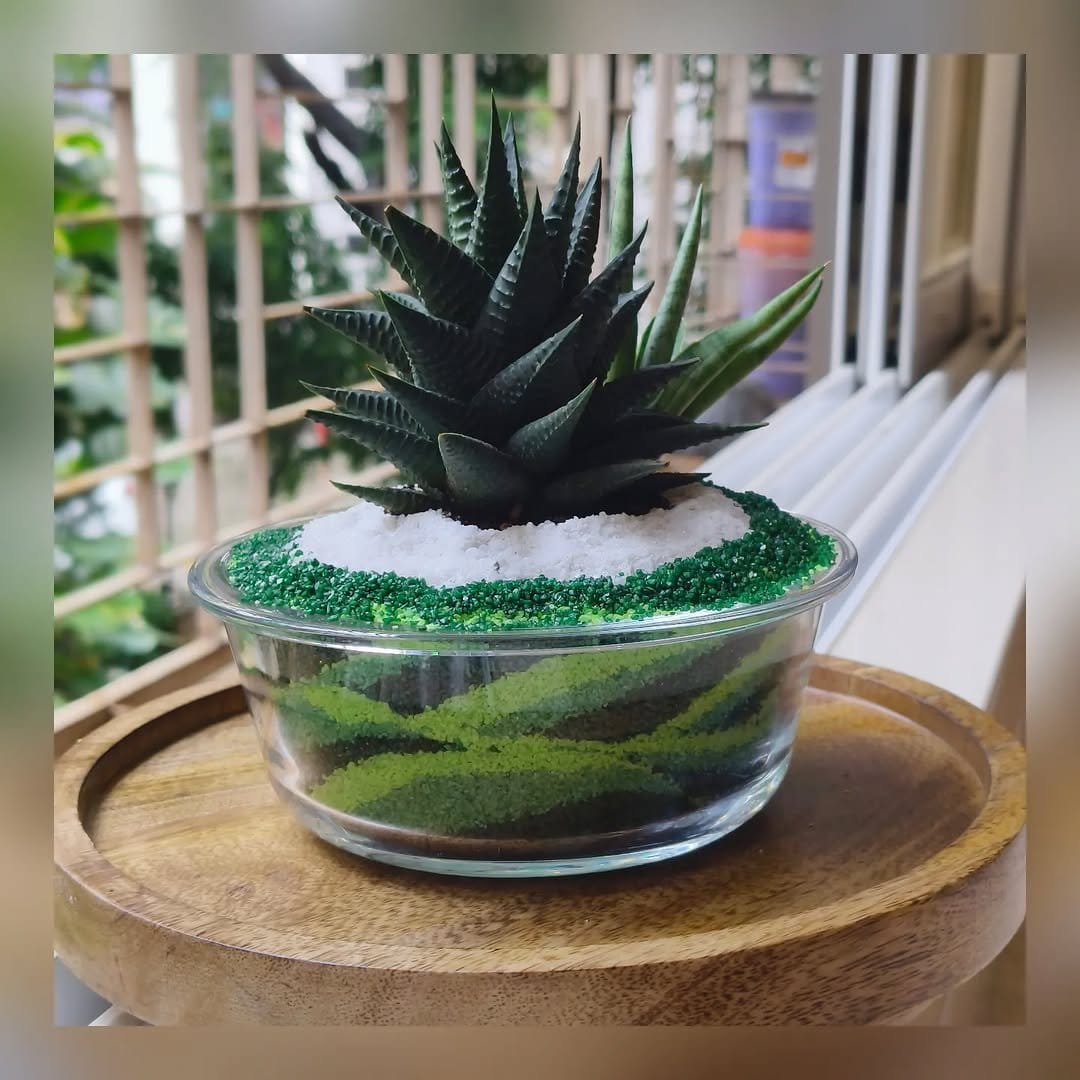 Fresh aloe vera in clear glass terrarium