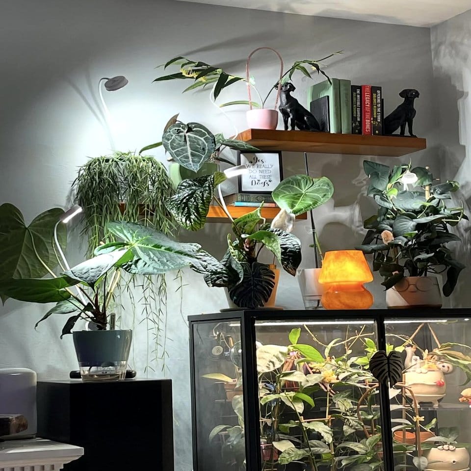 Stacked wine crates with herbs