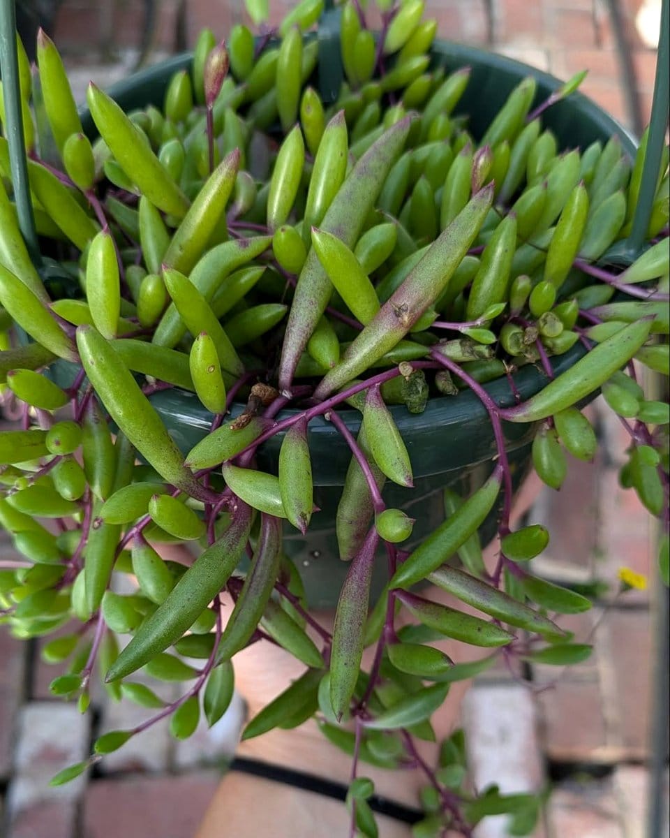 burro’s tail in hanging pot