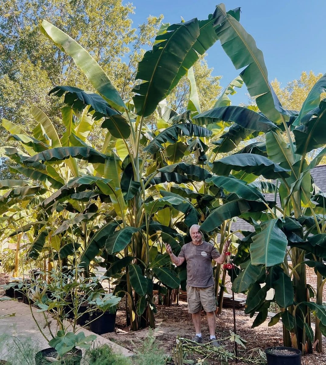dwarf banana plant in sunroom