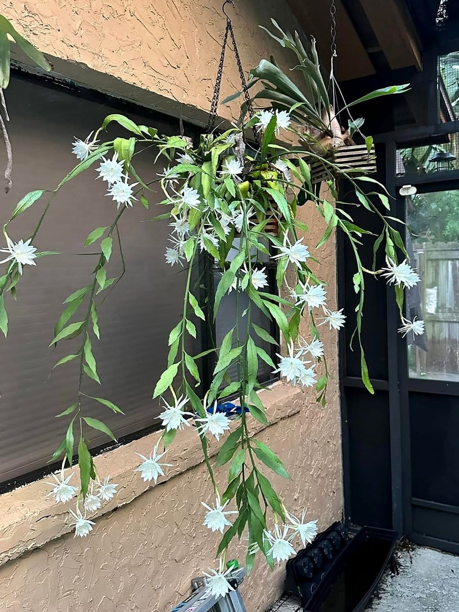 colorful resin container with cacti
