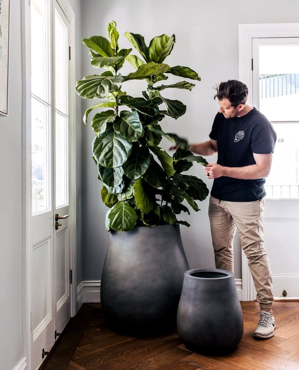 Kentia Palm in corner of foyer