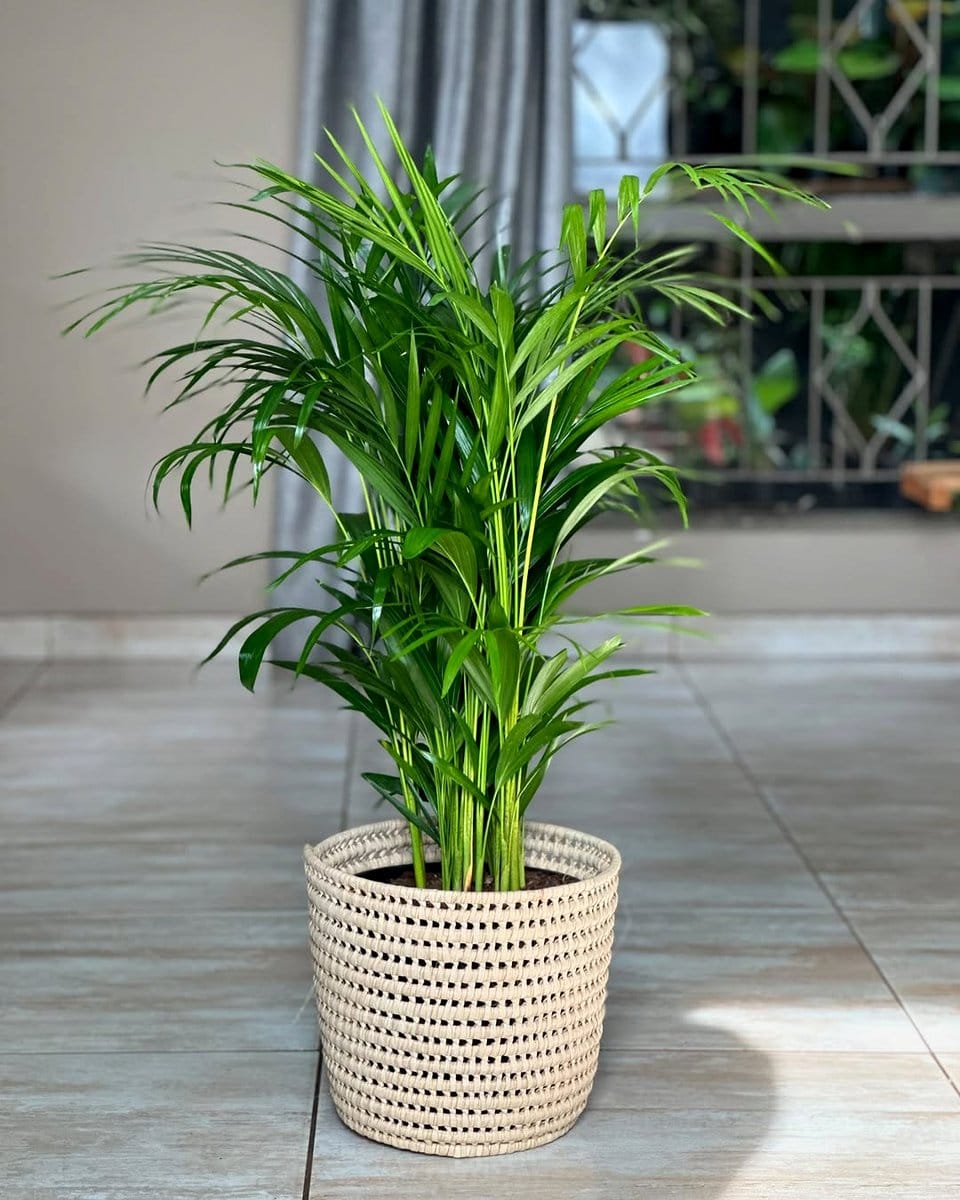 bamboo palm and peace lily in woven baskets