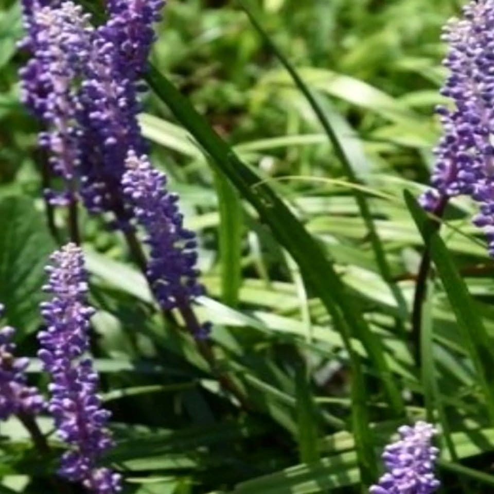 Matching hedge plants lining a garden path