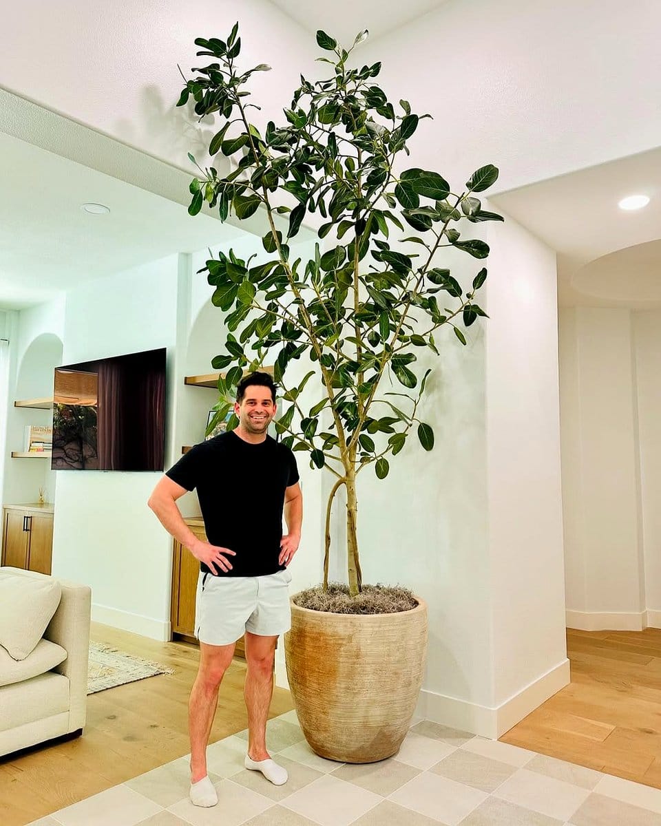 ficus trees in living room