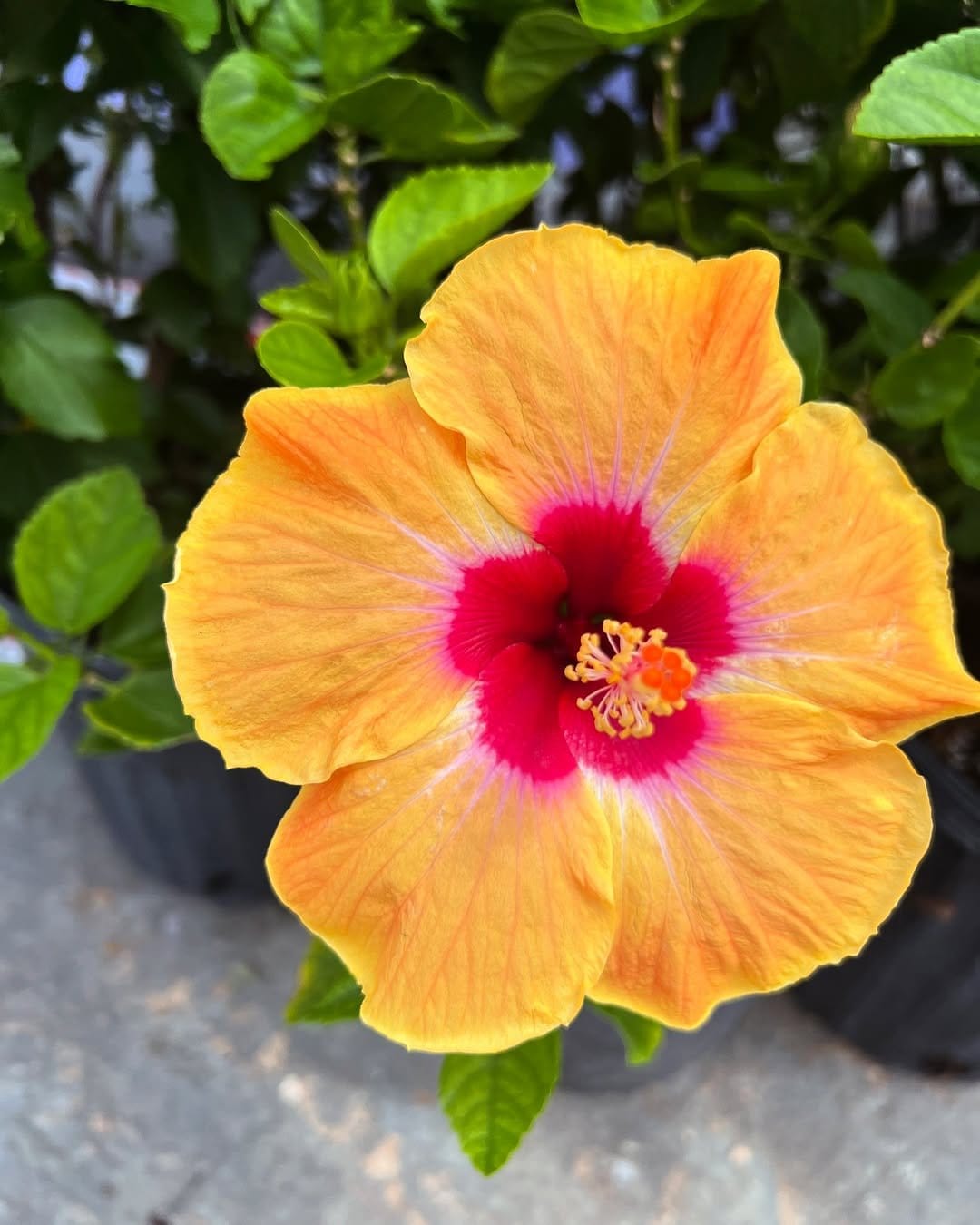 Vibrant hibiscus in glazed ceramic pot