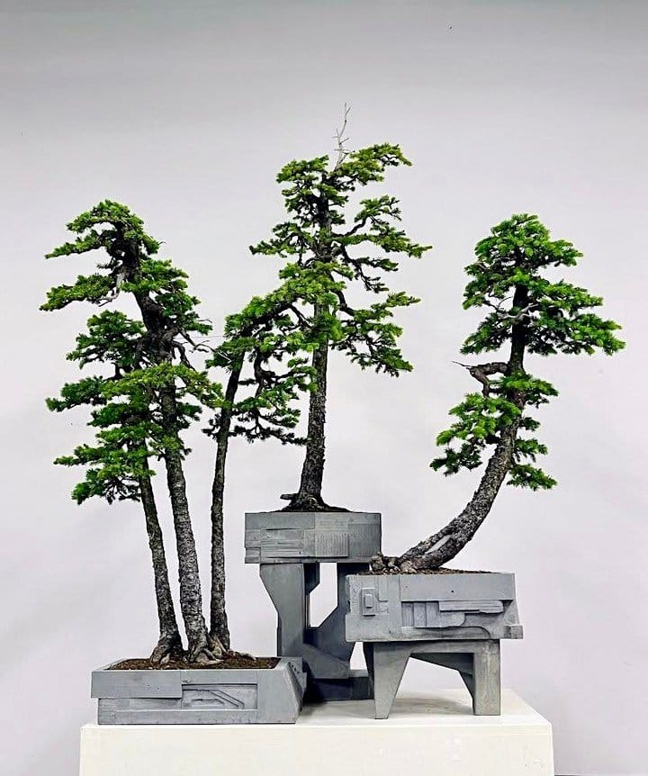 abstract sculptural planter with bonsai