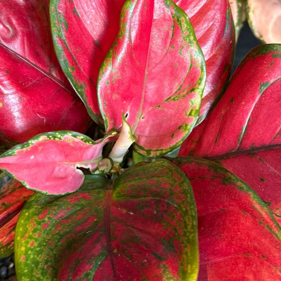vibrant red and green leaves