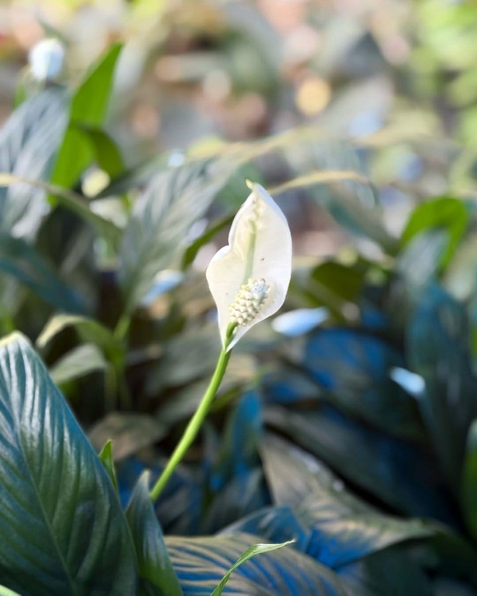 Vibrant peace lily in ceramic pot