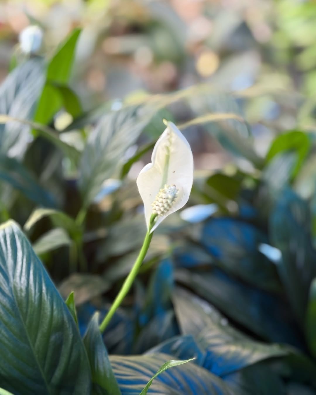 Elegant peace lily in ceramic planter